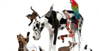 Lost and Found Pet Service in Lake County