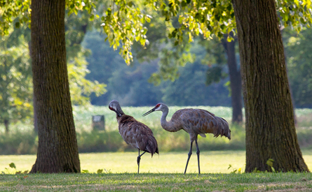 Sand hill cranes at forest preserve